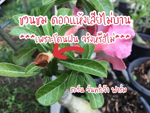 ชวนชมดอกแห้งไม่บาน ชวนชมดอกแห้งไม่บาน