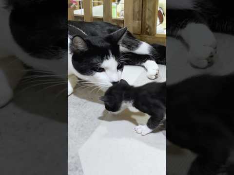 A resident cat tries to get along with a tiny kitten #short