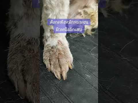 สังกะตังหมักหมูจนผิวหนังอักเสบ