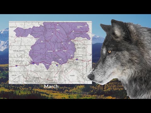 Colorado wolf movement map shows Front Range activity