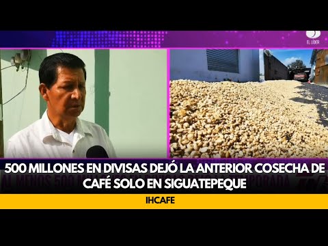 IHCAFE,  500 millones en divisas dejó la anterior cosecha de café solo en Siguatepeque
