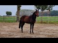 Show jumping horse 2,5 jarige hengst, El Barone x Hanley (TorneschxCornet Obolensky)