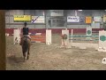 حصان القفز sport merrie z springen/fokmerrie
