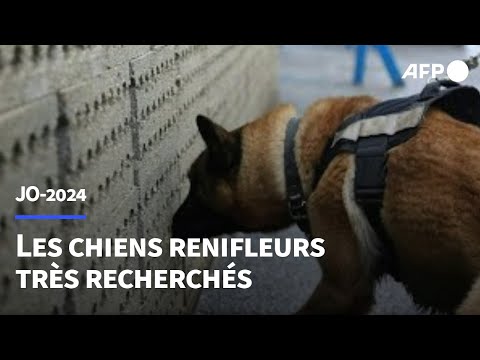 Les chiens renifleurs, une ressource convoitée avant les JO de Paris | AFP
