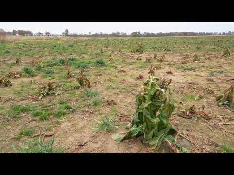 Climate extremes hurt Kentucky farmers
