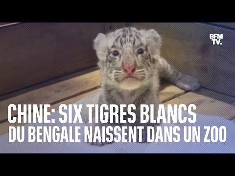 En Chine, six tigres blancs du Bengale naissent dans un zoo à Zhengzhou