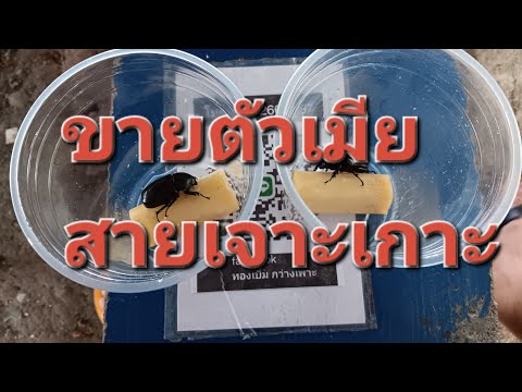 ปิดรายการนี้ครับ(vายแล้ว)