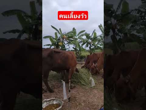 คนรักเกษตรเกษตรผสมผสานคนเลี้