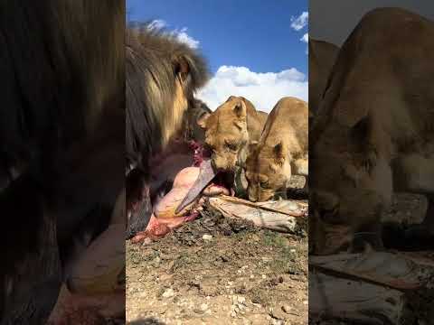 กัดกินเนื้อสดๆ