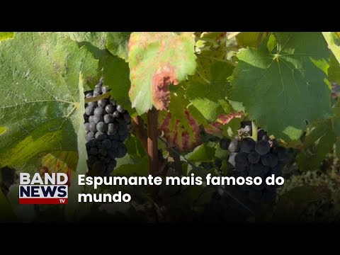 Época de colheita de uvas para produzir champanhe | BandNews TV