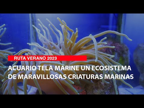 Acuario Tela Marine un ecosistema de maravillosas criaturas marinas
