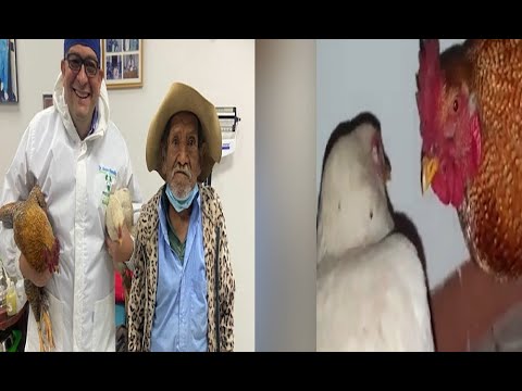 ¡Médico solidario! Una gallina y un gallo por una operación gratis