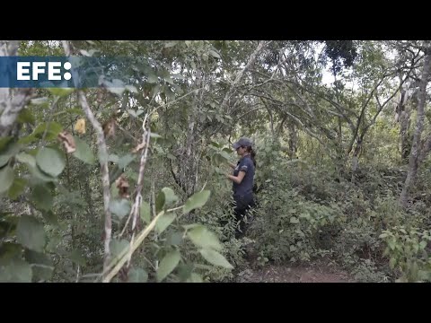 Descubren nuevas poblaciones de scalesia cordata en Galápagos, una esperanza para su conservación