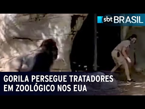 Gorila persegue tratadores em zoológico nos EUA | SBT Brasil (09/03/24)
