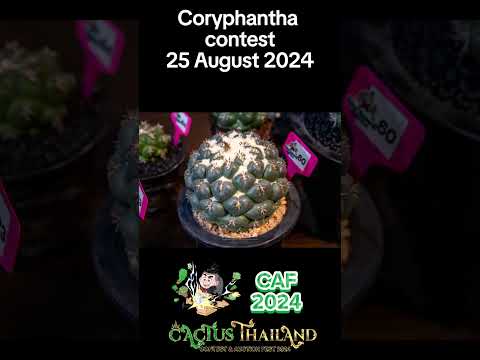 CoryphanthacontestinCactus