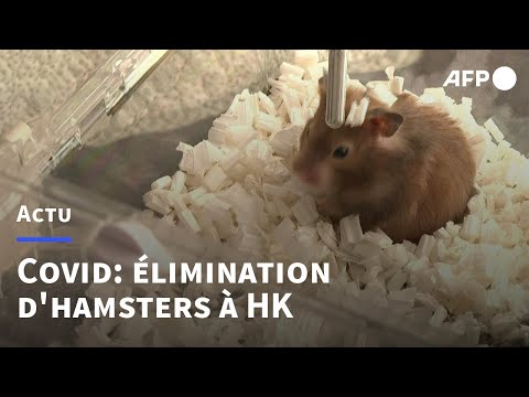 Covid: fureur et tristesse à Hong Kong après la décision d'éliminer les hamsters | AFP