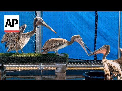 Scores of starving and sick pelicans found along California coast
