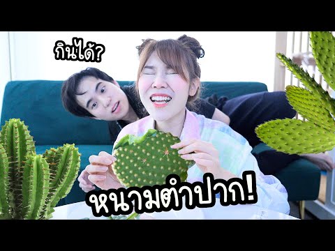 กระบองเพชรกินได้-จริง-หนามตำปา กระบองเพชรกินได้-จริง-หนามตำปา