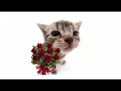 Confess Your Love - Jiandro (feat. ola.wav & Laufey) GOOD PART LOOPED + SPED UP