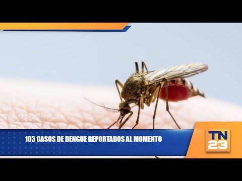 103 casos de dengue reportados al momento