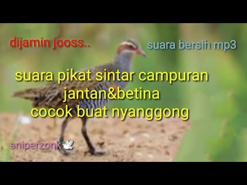 Suara pikat weris#part2 cocok buat berburu