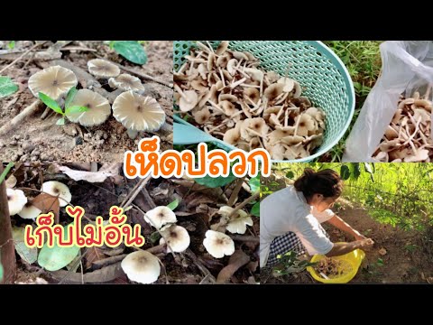 เก็บเห็ดปลวก-เห็ดโคน-ปีนี้เยอะ เก็บเห็ดปลวก-เห็ดโคน-ปีนี้เยอะ