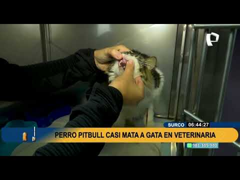 Furia animal: Perro se escapa, ingresa a veterinaria y ataca a una gatita (2/2)