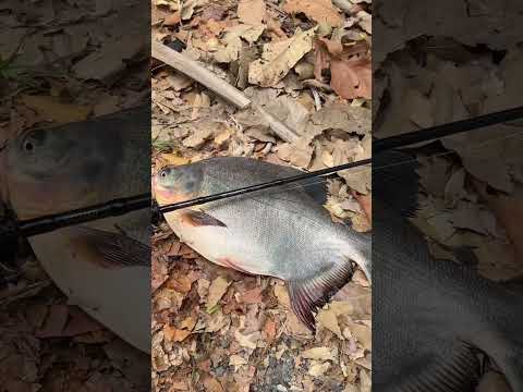 FINOV2เอาเรื่อง😎