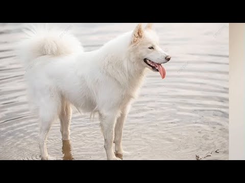 Los perros de pelaje blanco son mas difícil de mantener con aspecto limpio