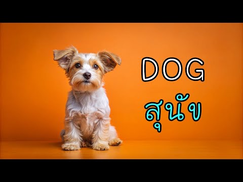 Animalสัตว์:ท่องศัพท์ภาษาอั