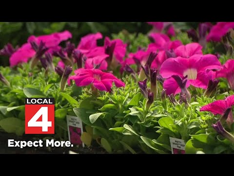 Metro Detroit gardening store is oasis for community as plant prices rise