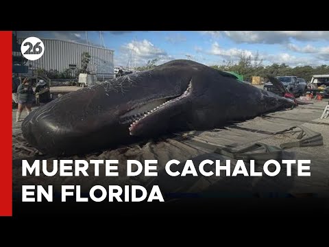 EE.UU | Investigarán la muerte de cachalote en una playa de Florida