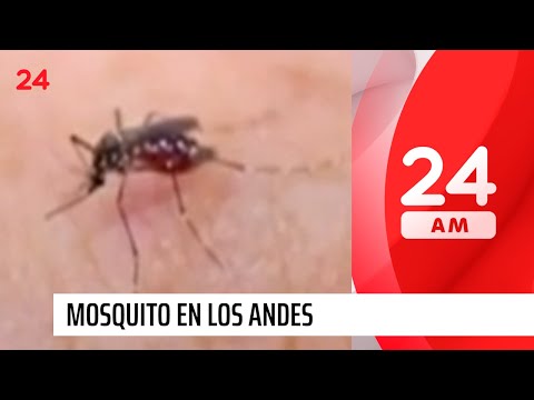 Aedes Aegypt: detectan nuevo foco del mosquito transmisor del dengue en Los Andes | 24 Horas TVN