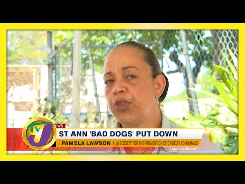 St. Ann 'Bad Dogs' Put Down - November 28 2020