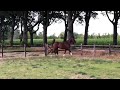 Dressage horse 3 jarige ruin For Ferrero