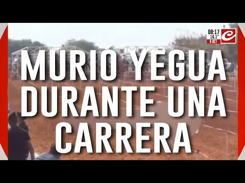 Impactante video: yegua se desploma y muere durante una carrera