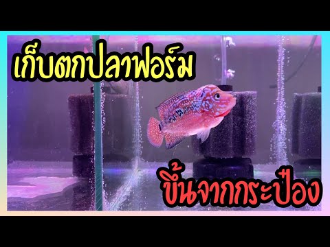 Zing’s-Day-I-เก็บตกปลาฟอร์ม..ข Zing’s-Day-I-เก็บตกปลาฟอร์ม..ข