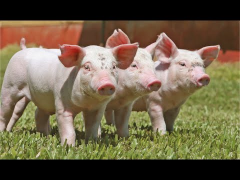 Científicos analizan el significado de los gruñidos de los cerdos