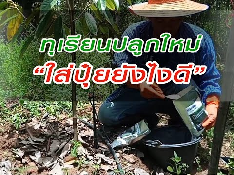 #ทุเรียนปลูกใหม่ใส่ปุ๋ยยังไงดี #ทุเรียนปลูกใหม่ใส่ปุ๋ยยังไงดี