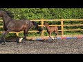 Cheval de dressage Stunning Filly Foal UNITED x GRIBALDI