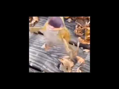 Frog laughing meme (slow motion)