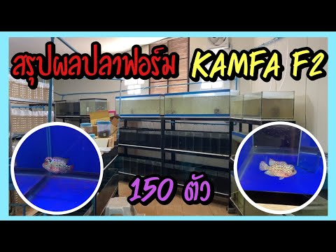 Zing’s-Day-I-สรุปผลปลาฟอร์ม-Ka Zing’s-Day-I-สรุปผลปลาฟอร์ม-Ka