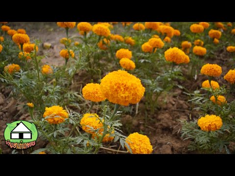 Planting-marigolds-with-shoots