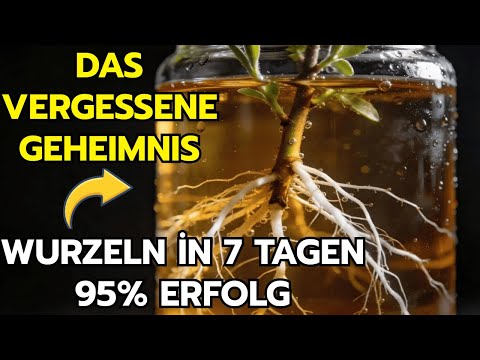 Das Bewurzelungs-Geheimnis, das die Industrie vergessen ließ – Warum kennt es niemand?