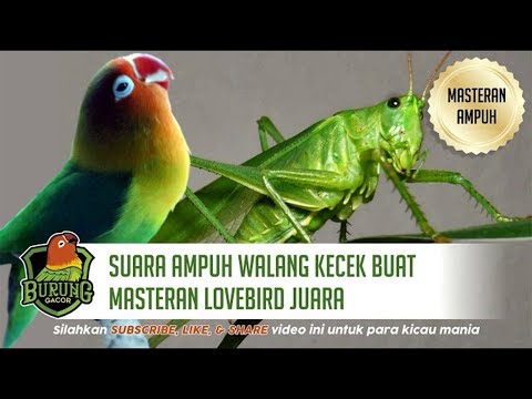 SANGAT AMPUH Walang Kecek Buat Masteran Lovebird Juara Full 1 Jam