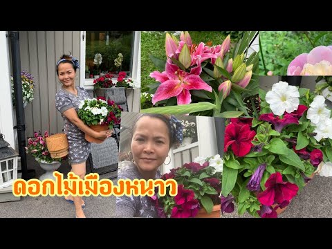พาชมดอกไม้สวยๆบ้านเพื่อนชีวิตจ พาชมดอกไม้สวยๆบ้านเพื่อนชีวิตจ