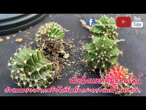 🌵#1-เมื่อสั่งแคคตัสออนไลน์-ส่ง 🌵#1-เมื่อสั่งแคคตัสออนไลน์-ส่ง