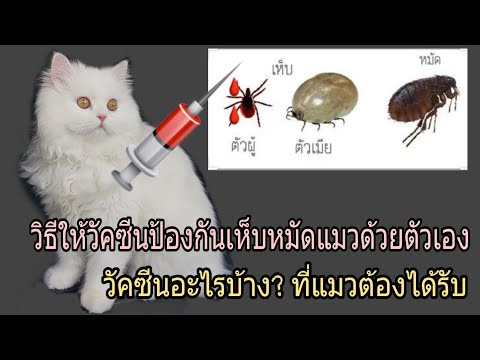 วิธีให้วัคซีนเห็บหมัดแมวด้วยตั