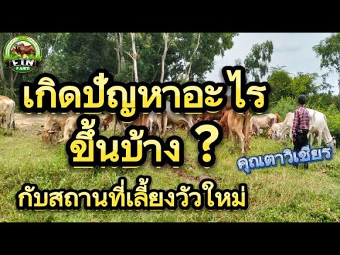 FTN ฟาร์ม เกิดปัญหาอะไรขึ้นบ้างกับสถานที่เลี้ยงวัวใหม่ของคุณตาวิเชียรพ