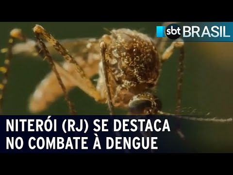 Projeto usa mosquito modificado no combate à dengue; casos quase zeram | SBT Brasil (01/02/24)